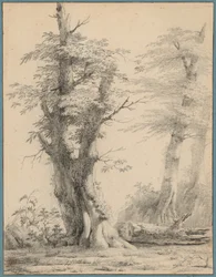 A Stand of Trees