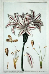 Lilio Narciffus Affricanus from 