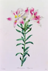 Alstroemeria Peregrina