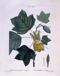 American tulip tree (Liriodendron tulipifera), botanical plate by Pierre Joseph Redouté