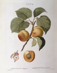 Apricot (Armeniaca vulgaris or Prunus armeniaca)