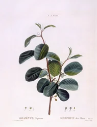 Buckthorn (Rhamnus alpinus), botanical plate by Pierre Joseph Redouté