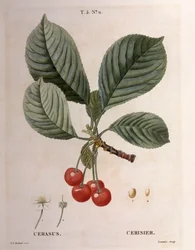 Cherry (Cerasus), botanical plate by Pierre Joseph Redouté