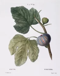 Fig (Ficus), botanical plate by Pierre Joseph Redouté