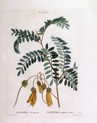 Kowhai (Sophora tetraptera or Edwardsia grandiflora)