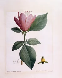 Magnolia (Magnolia discolour)