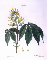 Pavia lutea, botanical plate by Pierre Joseph Redouté