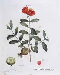 Pomegranate (Punica granatum), botanical plate by Pierre Joseph Redouté