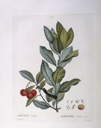 Strawberry Tree (Arbutus unedo), botanical plate by Pierre Joseph Redouté
