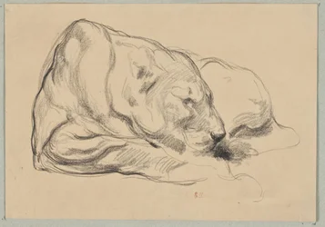 Lying Lioness