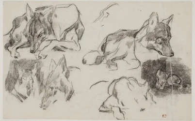 Studies of Moroccan Dogs