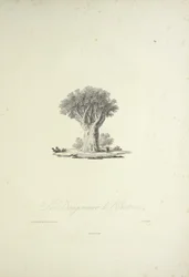 The Dragon Tree of Orotava, engraved by Bouquet, illustration from 