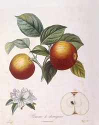 Apple 