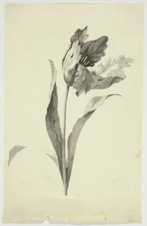 Tulip