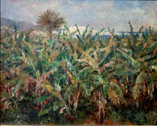 Banana Field