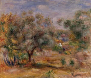 Olive Tree in Les Collettes