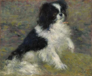 Tama, the Japanese Dog