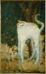The White Cat
