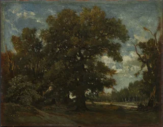 The Oak Tree