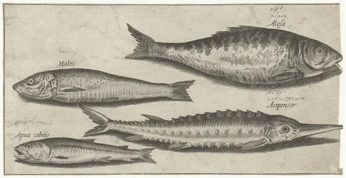Shad, Sturgeon, Smelt, and a Herring (Fish, Piscivm vivae icones)
