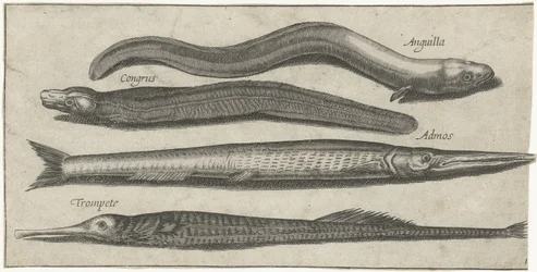 Garfish, Pipefish, Eel, and a Conger Eel
