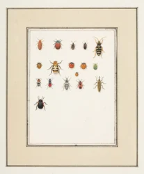 Beetles, c.1755-65