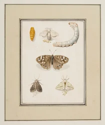 Butterflies, Moths and Caterpillars
