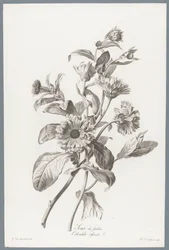 Marigold (series title: Flowers Drawn from Nature)