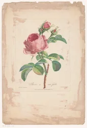 Hundred-Petaled Rose