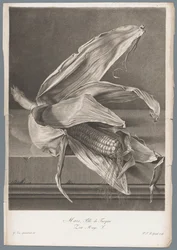 Maize from Fleurs dessinées d