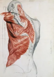 Human Anatomy; Muscles of the Torso and Shoulder