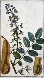 Peruvian Balsam