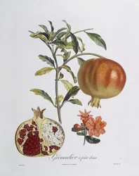 Pomegranate (Punica granatum) (coloured engraving)