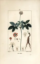 American Ginseng