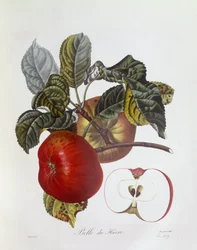 Apple "Belle du Havre", botanical plate by Pierre Jean Francois Turpin