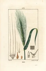 Barley, Hordeum vulgare, showing stalk, leaf and seed spike (Illustration from La Flore Medicale)