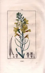 Cabbage Flower, Brassica oleracea. Handcoloured stipple copperplate engraving from Chaumeton, Poiret et Chamberet