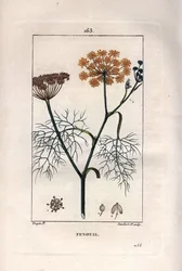 Fennel, Foeniculum vulgare from 
