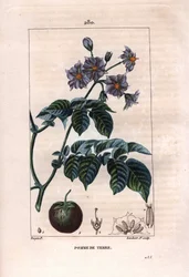 Botany: potato - Potato plant, flowers and fruit, Solanum tuberosum