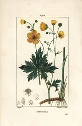 Buttercup - Upright Crowfoot, Ranunculus Acris