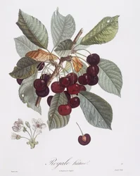 Cherry tree (Prunus avium), botanical plate by Pierre Jean Francois Turpin