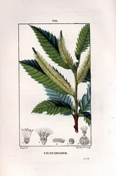 Chestnut Branch - Sweet Chestnut Tree