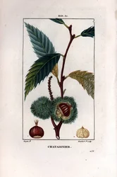Chestnut Branch with Fruit - Sweet Chestnut Tree