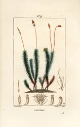 Common Haircap Moss, Common Polytrichum (from La Flore Medicale)