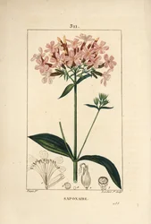 Common Soapwort, Saponaria Officinalis