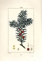 Common Yew