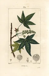 Copalm of America or Liquidambar