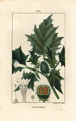 Thorn apple, loco weed or jimson weed, Datura stramonium