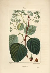 Assyrian plum or lasura, Cordia myxa, with flower, leaf, stalk and fruit
