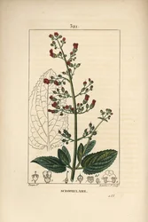 Ear scrofulary - Water figwort, Scrophularia aquatica, with flower, leaf, stem, seed and leaf outline